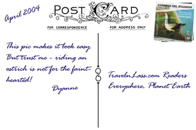 HangingOnForDearLifeOstrichOudtshoornSouthAfricaPostcardBACK (Foto Flip Friday –  January Theme:  “ANIMALS” (Week 2…))