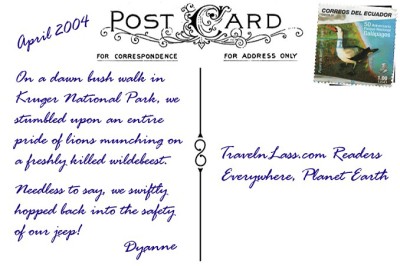 LionsInSouthAfricaPostcardBACK (Foto Flip Friday –  January Theme:  “ANIMALS” (Week 1))