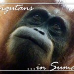 OrangutansInSumatraPostcardFRONT (Foto Flip Friday –  January Theme:  “ANIMALS” (Week 2…))