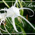 04BelizeWhiteFlower-Postcard-FRONT (Foto Flip Friday –  March Theme:  “WHITE” (Week 1))
