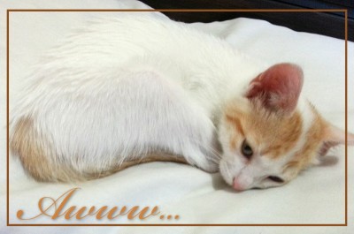 08DulceGatita-Postcard-FRONT (Foto Flip Friday –  March Theme:  “WHITE” (Week 1))