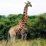 Giraffe600 (Catching Up Series: South Africa 6 of 6)