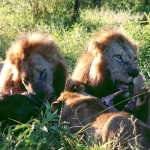 Lions400 (Catching Up Series: South Africa 6 of 6)
