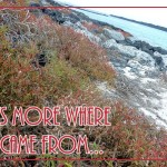 GalapagosBloomsPostcardFRONT (Foto Flip Friday –  April Theme:  “BLOOMS” (Week 1))