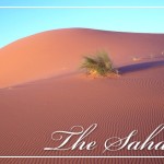 SaharaScrubBloomPostcardFRONT (Foto Flip Friday –  April Theme:  “BLOOMS” (Week 2))