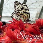 SingaporeButterflyGardenPostcardFRONT (Foto Flip Friday –  April Theme:  “BLOOMS” (Week 4))