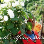 SouthAfricaBloomsPostcardFRONT (Foto Flip Friday –  April Theme:  “BLOOMS” (Week 4))