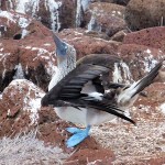 BlueFootedBooby450 (Cheap Galapagos?  Yup, Youbetcha!)