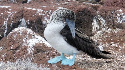 BlueFootedBoobySlider (Cheap Galapagos?  Yup, Youbetcha!)