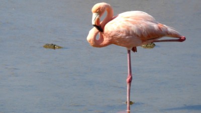 FlamingoSlider (Cheap Galapagos?  Yup, Youbetcha!)