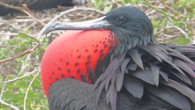 FrigateBirdSlider (Cheap Galapagos?  Yup, Youbetcha!)