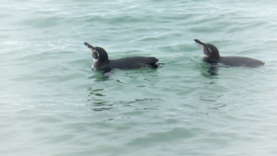 GalapagosPenguinsSlider (Cheap Galapagos?  Yup, Youbetcha!)