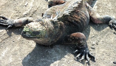 Iguana03Slider (Cheap Galapagos?  Yup, Youbetcha!)