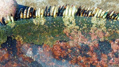 IguanaSkinMacroSlider (Cheap Galapagos?  Yup, Youbetcha!)