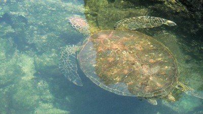 LosTunelesTurtleSlider (Cheap Galapagos?  Yup, Youbetcha!)