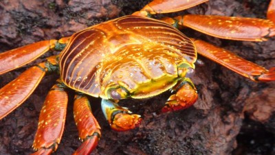 SallyLightfootCrabSlider (Cheap Galapagos?  Yup, Youbetcha!)