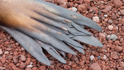 SeaLionFinCloseupSlider (Cheap Galapagos?  Yup, Youbetcha!)