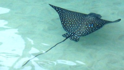 SpottedRaySlider (Cheap Galapagos?  Yup, Youbetcha!)