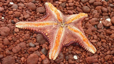 StarfishSlider (Cheap Galapagos?  Yup, Youbetcha!)