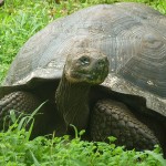 Tortoise450 (Cheap Galapagos?  Yup, Youbetcha!)