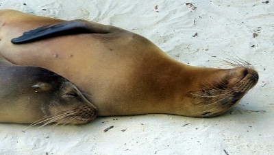 TwoSeaLionsSlider (Cheap Galapagos?  Yup, Youbetcha!)