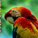 CostaRicaParrotPostcardFRONT (Foto Flip Friday –  June Theme:  “Red” (Week 1))