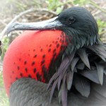 GalapagosFrigatePostcardFRONT (Foto Flip Friday –  June Theme:  “Red” (Week 1))