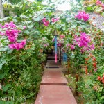 AyampePost3 (Puerto Lopez – Not My Cuppa Tea)