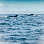 PuertoLopez12 (Puerto Lopez – Not My Cuppa Tea)