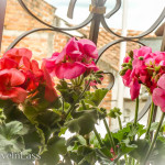 SliceOfExpatLife9 (A Slice of Expat Life in Cuenca, Ecuador)