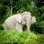 BorneoPigmyElephant-Square1 (A Confession Plus a 25¢ Bit of Goodness)