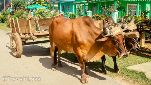 ...along with good ol' oxen for transporting heavy loads.