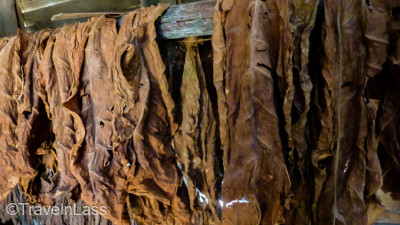VinalesTobaccoGallery10 (CUBA: The Viñales Valley)