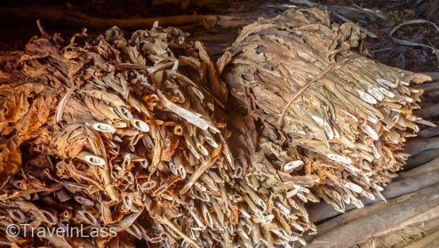 Bundles of dried tobaacco