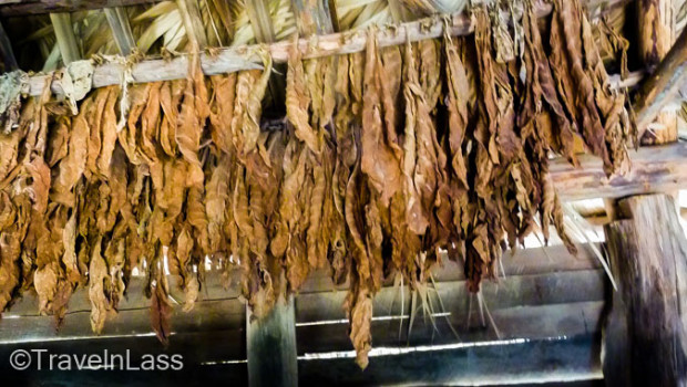 Tobacco leaves hung to dry