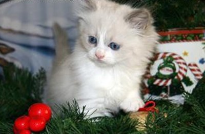 ChristmasKitty (Is an Expat Christmas “A Wonderful Life”?)