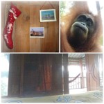 Collage2011SumatraChristmas (Is an Expat Christmas “A Wonderful Life”?)