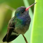 Worlds-Smallest-Bird-the-Bee-Hummingbird (CUBA: Playa Larga)