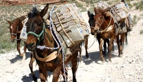 "Mules" are an expat's best friend.