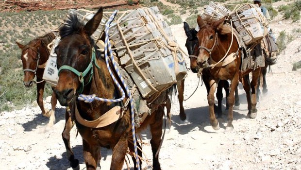 "Mules" are an expat's best friend.