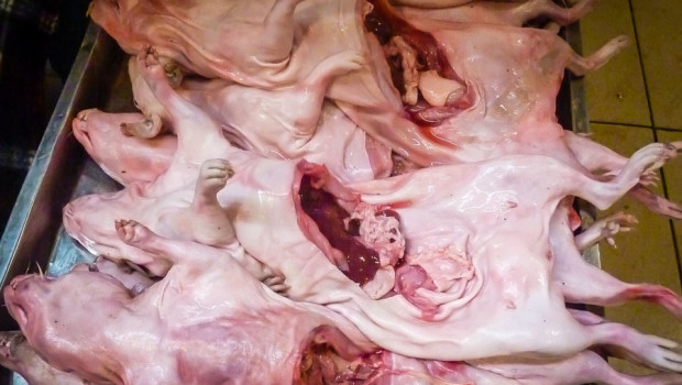 Freshly butchered "cuy" (guinea pig).