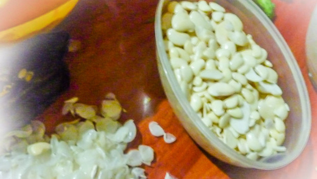 shelling cooked "chochos" beans.
