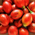 Tamarillo-Tree-Tomato (Cooking Fanesca With My Cuenca Neighbor)