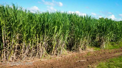CUBA-Trinidad-Train-10 (CUBA: Trinidad)