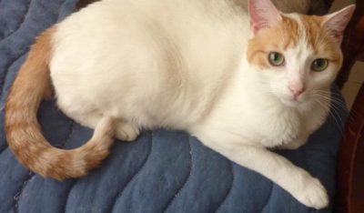 Dulce-Wait-For-Her-Gata-Sitter-Nora (Ready For Blast-off!)