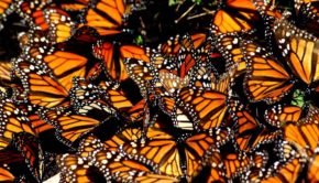 Millions of Monarch buttterflies on their annual migration to Mexico
