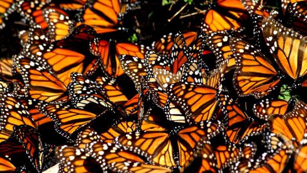 Millions of Monarch buttterflies on their annual migration to Mexico