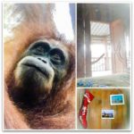 sumatra-christmas-collagee-2011 (My 6th Expat Christmas)