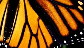 Operation Mariposa: Heading to the high forests of Michoacán, Mexico to witness the legendary Monarch butterfly migration.