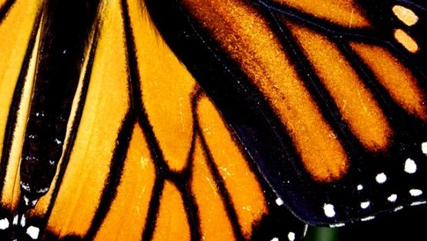 Operation Mariposa: Heading to the high forests of Michoacán, Mexico to witness the legendary Monarch butterfly migration.